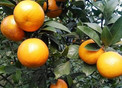 柑橘是经济作物吗